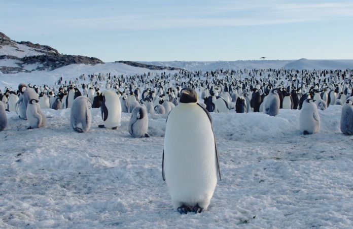 рейтинг документальных фильмов про животных. Смотреть фото рейтинг документальных фильмов про животных. Смотреть картинку рейтинг документальных фильмов про животных. Картинка про рейтинг документальных фильмов про животных. Фото рейтинг документальных фильмов про животных рейтинг документальных фильмов про животных. Смотреть фото рейтинг документальных фильмов про животных. Смотреть картинку рейтинг документальных фильмов про животных. Картинка про рейтинг документальных фильмов про животных. Фото рейтинг документальных фильмов про животных