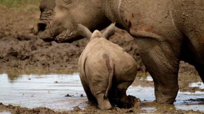 рейтинг документальных фильмов про животных. Смотреть фото рейтинг документальных фильмов про животных. Смотреть картинку рейтинг документальных фильмов про животных. Картинка про рейтинг документальных фильмов про животных. Фото рейтинг документальных фильмов про животных рейтинг документальных фильмов про животных. Смотреть фото рейтинг документальных фильмов про животных. Смотреть картинку рейтинг документальных фильмов про животных. Картинка про рейтинг документальных фильмов про животных. Фото рейтинг документальных фильмов про животных