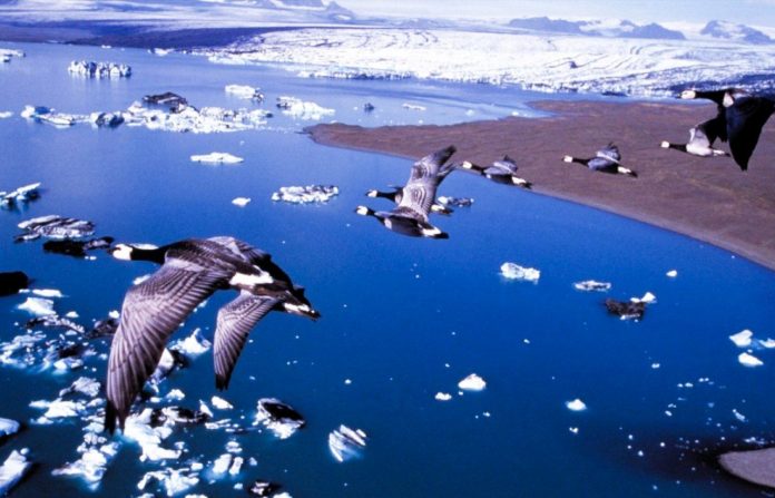 рейтинг документальных фильмов про животных. Смотреть фото рейтинг документальных фильмов про животных. Смотреть картинку рейтинг документальных фильмов про животных. Картинка про рейтинг документальных фильмов про животных. Фото рейтинг документальных фильмов про животных рейтинг документальных фильмов про животных. Смотреть фото рейтинг документальных фильмов про животных. Смотреть картинку рейтинг документальных фильмов про животных. Картинка про рейтинг документальных фильмов про животных. Фото рейтинг документальных фильмов про животных