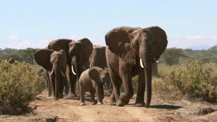 рейтинг документальных фильмов про животных. Смотреть фото рейтинг документальных фильмов про животных. Смотреть картинку рейтинг документальных фильмов про животных. Картинка про рейтинг документальных фильмов про животных. Фото рейтинг документальных фильмов про животных рейтинг документальных фильмов про животных. Смотреть фото рейтинг документальных фильмов про животных. Смотреть картинку рейтинг документальных фильмов про животных. Картинка про рейтинг документальных фильмов про животных. Фото рейтинг документальных фильмов про животных