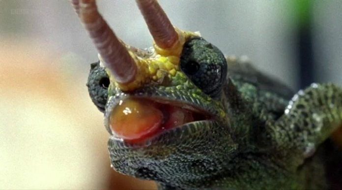 рейтинг документальных фильмов про животных. Смотреть фото рейтинг документальных фильмов про животных. Смотреть картинку рейтинг документальных фильмов про животных. Картинка про рейтинг документальных фильмов про животных. Фото рейтинг документальных фильмов про животных рейтинг документальных фильмов про животных. Смотреть фото рейтинг документальных фильмов про животных. Смотреть картинку рейтинг документальных фильмов про животных. Картинка про рейтинг документальных фильмов про животных. Фото рейтинг документальных фильмов про животных