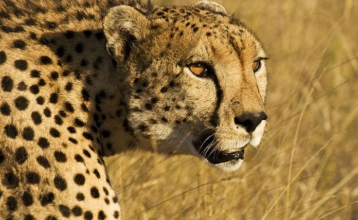 рейтинг документальных фильмов про животных. Смотреть фото рейтинг документальных фильмов про животных. Смотреть картинку рейтинг документальных фильмов про животных. Картинка про рейтинг документальных фильмов про животных. Фото рейтинг документальных фильмов про животных рейтинг документальных фильмов про животных. Смотреть фото рейтинг документальных фильмов про животных. Смотреть картинку рейтинг документальных фильмов про животных. Картинка про рейтинг документальных фильмов про животных. Фото рейтинг документальных фильмов про животных