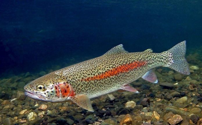 ΡΠ°ΠΌΠ°Ρ Π²ΠΊΡΡΠ½Π°Ρ ΠΌΠΎΡΡΠΊΠ°Ρ ΡΡΠ±Π° ΡΠ΅ΠΉΡΠΈΠ½Π³. Π‘ΠΌΠΎΡΡΠ΅ΡΡ ΡΠΎΡΠΎ ΡΠ°ΠΌΠ°Ρ Π²ΠΊΡΡΠ½Π°Ρ ΠΌΠΎΡΡΠΊΠ°Ρ ΡΡΠ±Π° ΡΠ΅ΠΉΡΠΈΠ½Π³. Π‘ΠΌΠΎΡΡΠ΅ΡΡ ΠΊΠ°ΡΡΠΈΠ½ΠΊΡ ΡΠ°ΠΌΠ°Ρ Π²ΠΊΡΡΠ½Π°Ρ ΠΌΠΎΡΡΠΊΠ°Ρ ΡΡΠ±Π° ΡΠ΅ΠΉΡΠΈΠ½Π³. ΠΠ°ΡΡΠΈΠ½ΠΊΠ° ΠΏΡΠΎ ΡΠ°ΠΌΠ°Ρ Π²ΠΊΡΡΠ½Π°Ρ ΠΌΠΎΡΡΠΊΠ°Ρ ΡΡΠ±Π° ΡΠ΅ΠΉΡΠΈΠ½Π³. Π€ΠΎΡΠΎ ΡΠ°ΠΌΠ°Ρ Π²ΠΊΡΡΠ½Π°Ρ ΠΌΠΎΡΡΠΊΠ°Ρ ΡΡΠ±Π° ΡΠ΅ΠΉΡΠΈΠ½Π³ ΡΠ°ΠΌΠ°Ρ Π²ΠΊΡΡΠ½Π°Ρ ΠΌΠΎΡΡΠΊΠ°Ρ ΡΡΠ±Π° ΡΠ΅ΠΉΡΠΈΠ½Π³. Π‘ΠΌΠΎΡΡΠ΅ΡΡ ΡΠΎΡΠΎ ΡΠ°ΠΌΠ°Ρ Π²ΠΊΡΡΠ½Π°Ρ ΠΌΠΎΡΡΠΊΠ°Ρ ΡΡΠ±Π° ΡΠ΅ΠΉΡΠΈΠ½Π³. Π‘ΠΌΠΎΡΡΠ΅ΡΡ ΠΊΠ°ΡΡΠΈΠ½ΠΊΡ ΡΠ°ΠΌΠ°Ρ Π²ΠΊΡΡΠ½Π°Ρ ΠΌΠΎΡΡΠΊΠ°Ρ ΡΡΠ±Π° ΡΠ΅ΠΉΡΠΈΠ½Π³. ΠΠ°ΡΡΠΈΠ½ΠΊΠ° ΠΏΡΠΎ ΡΠ°ΠΌΠ°Ρ Π²ΠΊΡΡΠ½Π°Ρ ΠΌΠΎΡΡΠΊΠ°Ρ ΡΡΠ±Π° ΡΠ΅ΠΉΡΠΈΠ½Π³. Π€ΠΎΡΠΎ ΡΠ°ΠΌΠ°Ρ Π²ΠΊΡΡΠ½Π°Ρ ΠΌΠΎΡΡΠΊΠ°Ρ ΡΡΠ±Π° ΡΠ΅ΠΉΡΠΈΠ½Π³