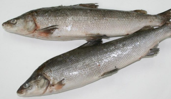 ΡΠ°ΠΌΠ°Ρ Π²ΠΊΡΡΠ½Π°Ρ ΠΌΠΎΡΡΠΊΠ°Ρ ΡΡΠ±Π° ΡΠ΅ΠΉΡΠΈΠ½Π³. Π‘ΠΌΠΎΡΡΠ΅ΡΡ ΡΠΎΡΠΎ ΡΠ°ΠΌΠ°Ρ Π²ΠΊΡΡΠ½Π°Ρ ΠΌΠΎΡΡΠΊΠ°Ρ ΡΡΠ±Π° ΡΠ΅ΠΉΡΠΈΠ½Π³. Π‘ΠΌΠΎΡΡΠ΅ΡΡ ΠΊΠ°ΡΡΠΈΠ½ΠΊΡ ΡΠ°ΠΌΠ°Ρ Π²ΠΊΡΡΠ½Π°Ρ ΠΌΠΎΡΡΠΊΠ°Ρ ΡΡΠ±Π° ΡΠ΅ΠΉΡΠΈΠ½Π³. ΠΠ°ΡΡΠΈΠ½ΠΊΠ° ΠΏΡΠΎ ΡΠ°ΠΌΠ°Ρ Π²ΠΊΡΡΠ½Π°Ρ ΠΌΠΎΡΡΠΊΠ°Ρ ΡΡΠ±Π° ΡΠ΅ΠΉΡΠΈΠ½Π³. Π€ΠΎΡΠΎ ΡΠ°ΠΌΠ°Ρ Π²ΠΊΡΡΠ½Π°Ρ ΠΌΠΎΡΡΠΊΠ°Ρ ΡΡΠ±Π° ΡΠ΅ΠΉΡΠΈΠ½Π³ ΡΠ°ΠΌΠ°Ρ Π²ΠΊΡΡΠ½Π°Ρ ΠΌΠΎΡΡΠΊΠ°Ρ ΡΡΠ±Π° ΡΠ΅ΠΉΡΠΈΠ½Π³. Π‘ΠΌΠΎΡΡΠ΅ΡΡ ΡΠΎΡΠΎ ΡΠ°ΠΌΠ°Ρ Π²ΠΊΡΡΠ½Π°Ρ ΠΌΠΎΡΡΠΊΠ°Ρ ΡΡΠ±Π° ΡΠ΅ΠΉΡΠΈΠ½Π³. Π‘ΠΌΠΎΡΡΠ΅ΡΡ ΠΊΠ°ΡΡΠΈΠ½ΠΊΡ ΡΠ°ΠΌΠ°Ρ Π²ΠΊΡΡΠ½Π°Ρ ΠΌΠΎΡΡΠΊΠ°Ρ ΡΡΠ±Π° ΡΠ΅ΠΉΡΠΈΠ½Π³. ΠΠ°ΡΡΠΈΠ½ΠΊΠ° ΠΏΡΠΎ ΡΠ°ΠΌΠ°Ρ Π²ΠΊΡΡΠ½Π°Ρ ΠΌΠΎΡΡΠΊΠ°Ρ ΡΡΠ±Π° ΡΠ΅ΠΉΡΠΈΠ½Π³. Π€ΠΎΡΠΎ ΡΠ°ΠΌΠ°Ρ Π²ΠΊΡΡΠ½Π°Ρ ΠΌΠΎΡΡΠΊΠ°Ρ ΡΡΠ±Π° ΡΠ΅ΠΉΡΠΈΠ½Π³