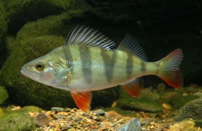 ΡΠ°ΠΌΠ°Ρ Π²ΠΊΡΡΠ½Π°Ρ ΠΌΠΎΡΡΠΊΠ°Ρ ΡΡΠ±Π° ΡΠ΅ΠΉΡΠΈΠ½Π³. Π‘ΠΌΠΎΡΡΠ΅ΡΡ ΡΠΎΡΠΎ ΡΠ°ΠΌΠ°Ρ Π²ΠΊΡΡΠ½Π°Ρ ΠΌΠΎΡΡΠΊΠ°Ρ ΡΡΠ±Π° ΡΠ΅ΠΉΡΠΈΠ½Π³. Π‘ΠΌΠΎΡΡΠ΅ΡΡ ΠΊΠ°ΡΡΠΈΠ½ΠΊΡ ΡΠ°ΠΌΠ°Ρ Π²ΠΊΡΡΠ½Π°Ρ ΠΌΠΎΡΡΠΊΠ°Ρ ΡΡΠ±Π° ΡΠ΅ΠΉΡΠΈΠ½Π³. ΠΠ°ΡΡΠΈΠ½ΠΊΠ° ΠΏΡΠΎ ΡΠ°ΠΌΠ°Ρ Π²ΠΊΡΡΠ½Π°Ρ ΠΌΠΎΡΡΠΊΠ°Ρ ΡΡΠ±Π° ΡΠ΅ΠΉΡΠΈΠ½Π³. Π€ΠΎΡΠΎ ΡΠ°ΠΌΠ°Ρ Π²ΠΊΡΡΠ½Π°Ρ ΠΌΠΎΡΡΠΊΠ°Ρ ΡΡΠ±Π° ΡΠ΅ΠΉΡΠΈΠ½Π³ ΡΠ°ΠΌΠ°Ρ Π²ΠΊΡΡΠ½Π°Ρ ΠΌΠΎΡΡΠΊΠ°Ρ ΡΡΠ±Π° ΡΠ΅ΠΉΡΠΈΠ½Π³. Π‘ΠΌΠΎΡΡΠ΅ΡΡ ΡΠΎΡΠΎ ΡΠ°ΠΌΠ°Ρ Π²ΠΊΡΡΠ½Π°Ρ ΠΌΠΎΡΡΠΊΠ°Ρ ΡΡΠ±Π° ΡΠ΅ΠΉΡΠΈΠ½Π³. Π‘ΠΌΠΎΡΡΠ΅ΡΡ ΠΊΠ°ΡΡΠΈΠ½ΠΊΡ ΡΠ°ΠΌΠ°Ρ Π²ΠΊΡΡΠ½Π°Ρ ΠΌΠΎΡΡΠΊΠ°Ρ ΡΡΠ±Π° ΡΠ΅ΠΉΡΠΈΠ½Π³. ΠΠ°ΡΡΠΈΠ½ΠΊΠ° ΠΏΡΠΎ ΡΠ°ΠΌΠ°Ρ Π²ΠΊΡΡΠ½Π°Ρ ΠΌΠΎΡΡΠΊΠ°Ρ ΡΡΠ±Π° ΡΠ΅ΠΉΡΠΈΠ½Π³. Π€ΠΎΡΠΎ ΡΠ°ΠΌΠ°Ρ Π²ΠΊΡΡΠ½Π°Ρ ΠΌΠΎΡΡΠΊΠ°Ρ ΡΡΠ±Π° ΡΠ΅ΠΉΡΠΈΠ½Π³