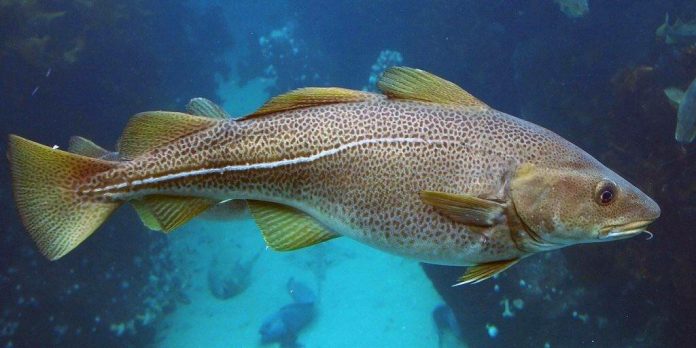 ΡΠ°ΠΌΠ°Ρ Π²ΠΊΡΡΠ½Π°Ρ ΠΌΠΎΡΡΠΊΠ°Ρ ΡΡΠ±Π° ΡΠ΅ΠΉΡΠΈΠ½Π³. Π‘ΠΌΠΎΡΡΠ΅ΡΡ ΡΠΎΡΠΎ ΡΠ°ΠΌΠ°Ρ Π²ΠΊΡΡΠ½Π°Ρ ΠΌΠΎΡΡΠΊΠ°Ρ ΡΡΠ±Π° ΡΠ΅ΠΉΡΠΈΠ½Π³. Π‘ΠΌΠΎΡΡΠ΅ΡΡ ΠΊΠ°ΡΡΠΈΠ½ΠΊΡ ΡΠ°ΠΌΠ°Ρ Π²ΠΊΡΡΠ½Π°Ρ ΠΌΠΎΡΡΠΊΠ°Ρ ΡΡΠ±Π° ΡΠ΅ΠΉΡΠΈΠ½Π³. ΠΠ°ΡΡΠΈΠ½ΠΊΠ° ΠΏΡΠΎ ΡΠ°ΠΌΠ°Ρ Π²ΠΊΡΡΠ½Π°Ρ ΠΌΠΎΡΡΠΊΠ°Ρ ΡΡΠ±Π° ΡΠ΅ΠΉΡΠΈΠ½Π³. Π€ΠΎΡΠΎ ΡΠ°ΠΌΠ°Ρ Π²ΠΊΡΡΠ½Π°Ρ ΠΌΠΎΡΡΠΊΠ°Ρ ΡΡΠ±Π° ΡΠ΅ΠΉΡΠΈΠ½Π³ ΡΠ°ΠΌΠ°Ρ Π²ΠΊΡΡΠ½Π°Ρ ΠΌΠΎΡΡΠΊΠ°Ρ ΡΡΠ±Π° ΡΠ΅ΠΉΡΠΈΠ½Π³. Π‘ΠΌΠΎΡΡΠ΅ΡΡ ΡΠΎΡΠΎ ΡΠ°ΠΌΠ°Ρ Π²ΠΊΡΡΠ½Π°Ρ ΠΌΠΎΡΡΠΊΠ°Ρ ΡΡΠ±Π° ΡΠ΅ΠΉΡΠΈΠ½Π³. Π‘ΠΌΠΎΡΡΠ΅ΡΡ ΠΊΠ°ΡΡΠΈΠ½ΠΊΡ ΡΠ°ΠΌΠ°Ρ Π²ΠΊΡΡΠ½Π°Ρ ΠΌΠΎΡΡΠΊΠ°Ρ ΡΡΠ±Π° ΡΠ΅ΠΉΡΠΈΠ½Π³. ΠΠ°ΡΡΠΈΠ½ΠΊΠ° ΠΏΡΠΎ ΡΠ°ΠΌΠ°Ρ Π²ΠΊΡΡΠ½Π°Ρ ΠΌΠΎΡΡΠΊΠ°Ρ ΡΡΠ±Π° ΡΠ΅ΠΉΡΠΈΠ½Π³. Π€ΠΎΡΠΎ ΡΠ°ΠΌΠ°Ρ Π²ΠΊΡΡΠ½Π°Ρ ΠΌΠΎΡΡΠΊΠ°Ρ ΡΡΠ±Π° ΡΠ΅ΠΉΡΠΈΠ½Π³