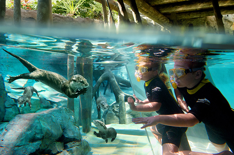 Discovery Cove, Флорида, США.