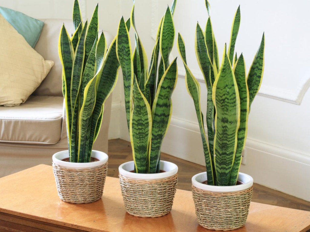 Сансевиерия (Sansevieria)