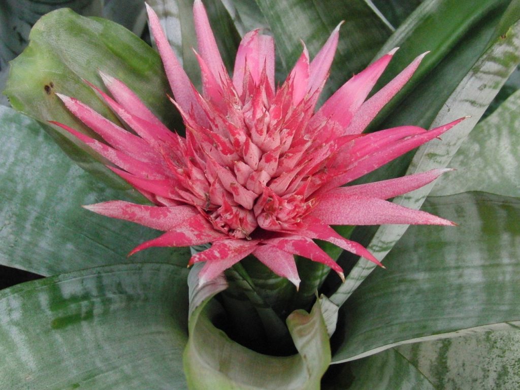 Эхмея (Aechmea)