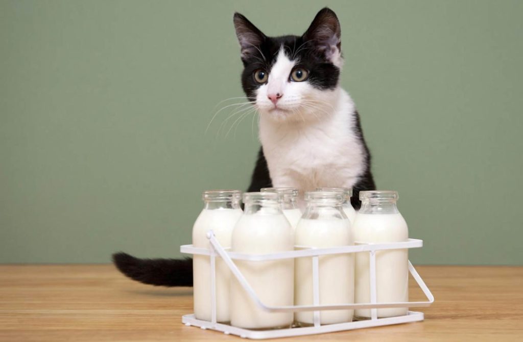 Молоко и молочные продукты
