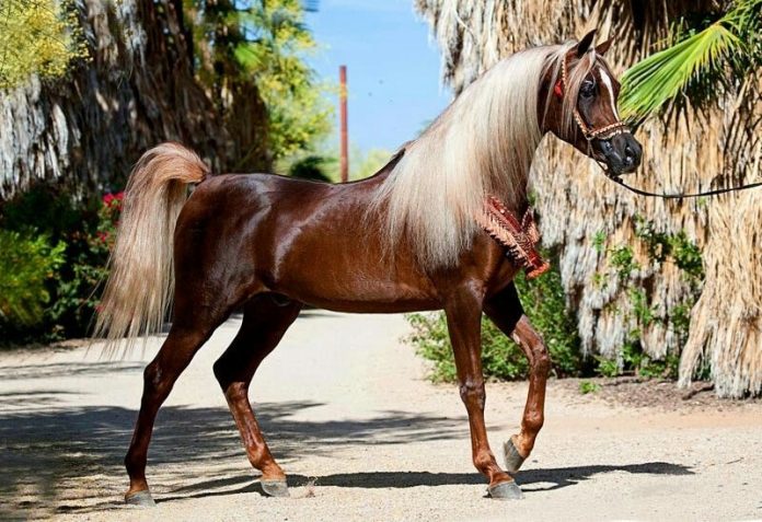 самая быстрая порода лошадей в мире топ 10