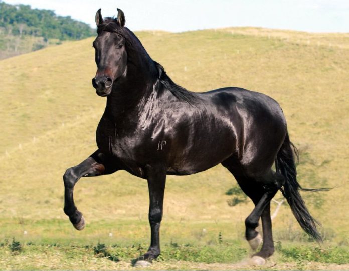 самая быстрая порода лошадей в мире топ 10