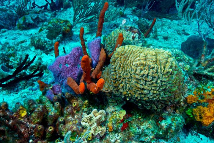 Месоамериканский Барьерный риф