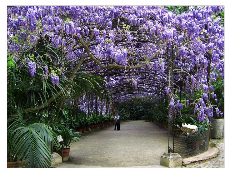 Ботанический сад Ла-Консепсьон (Jardín Botánico Histórico)