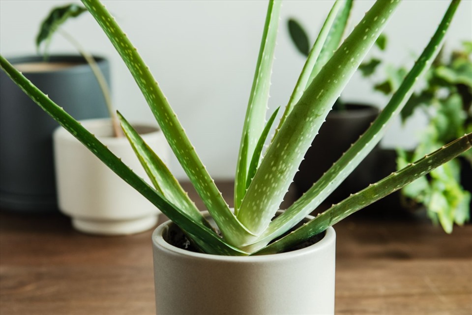 Алое вера (Aloe vera)