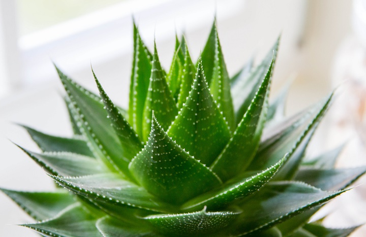 Алое вера (Aloe vera)