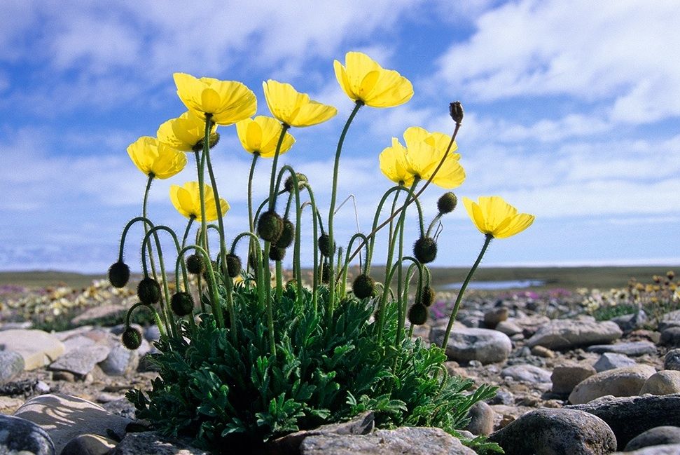 Арктический мак (Papaver radicatum)