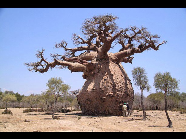 Баобаб (Adansonia)