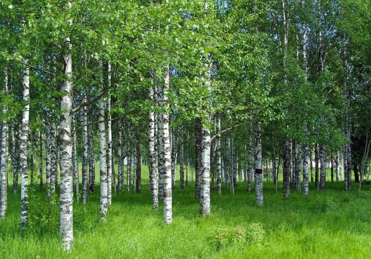 Берёза