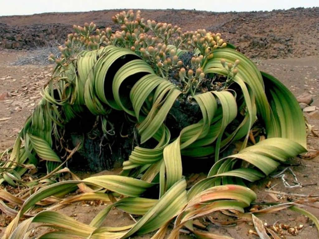 Вельвичия удивительная (Welwitschia mirabilis)