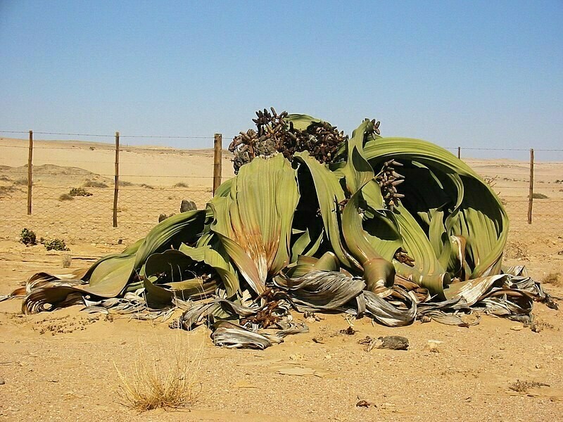 Вельвичия удивительная (Welwitschia mirabilis)