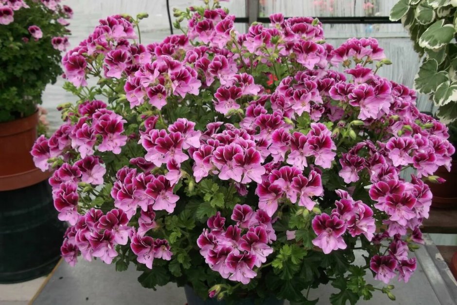Герань (Pelargonium)