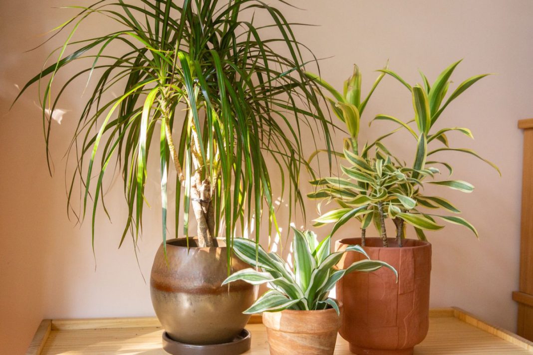 Драцена (Dracaena)
