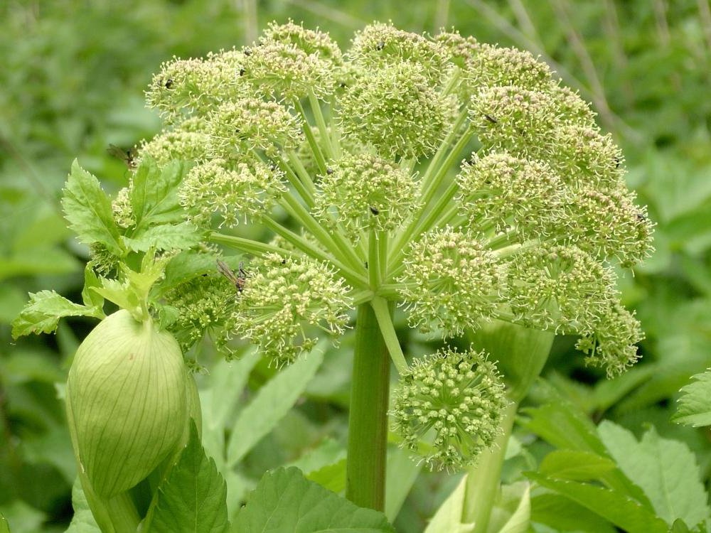 Дягиль лекарственный (Angelica archangelica)