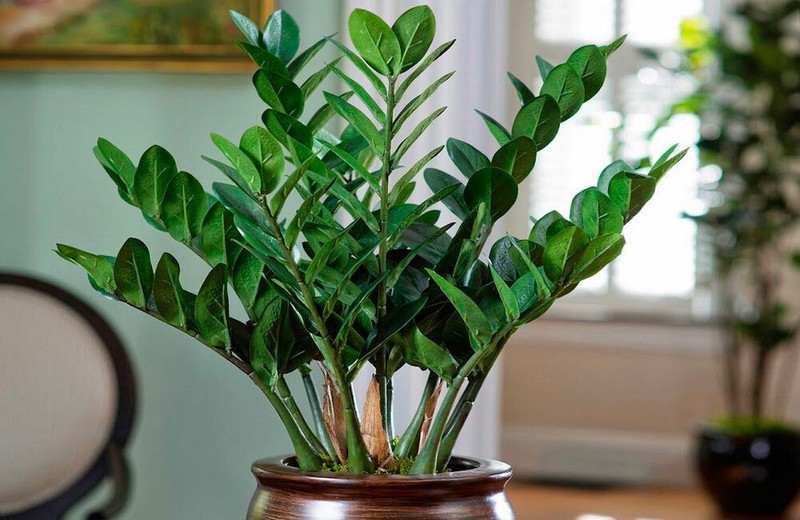 Замиокулькас (Zamioculcas zamiifolia)