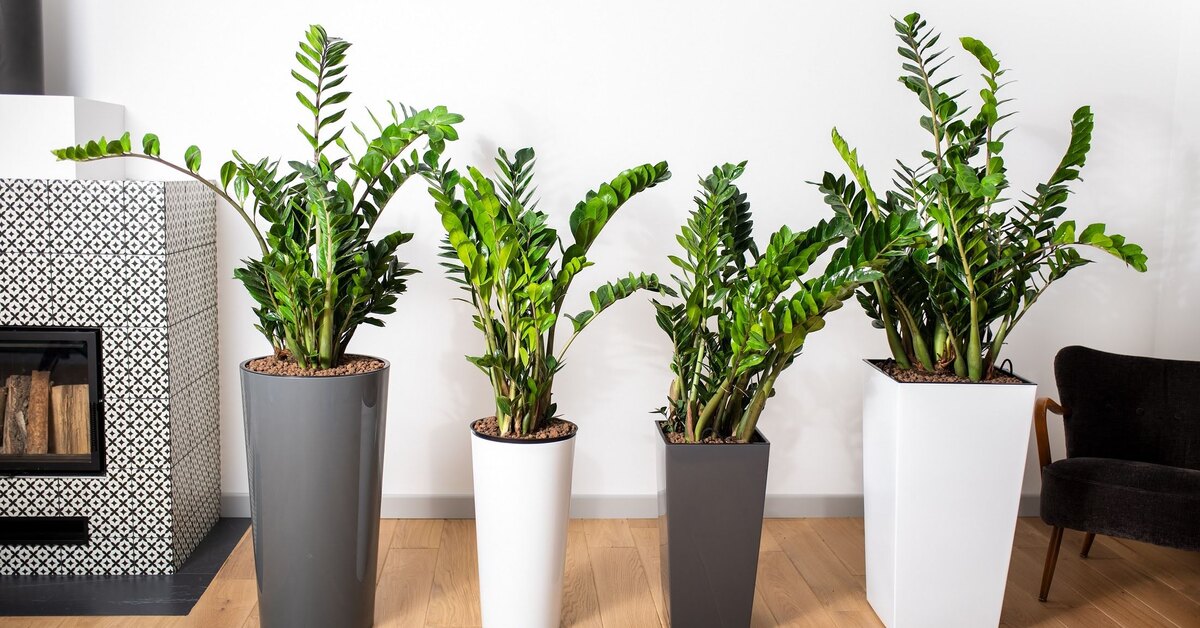 Замиокулькас (Zamioculcas zamiifolia)
