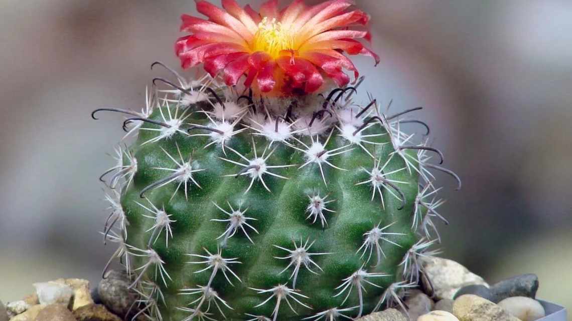 Кактусы (Cactaceae)