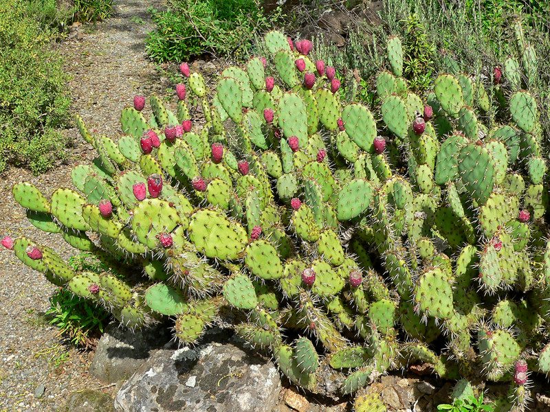 Кактус опунция (Opuntia)