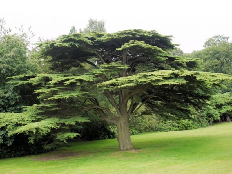 Кедр ливанский (Cedrus libani)