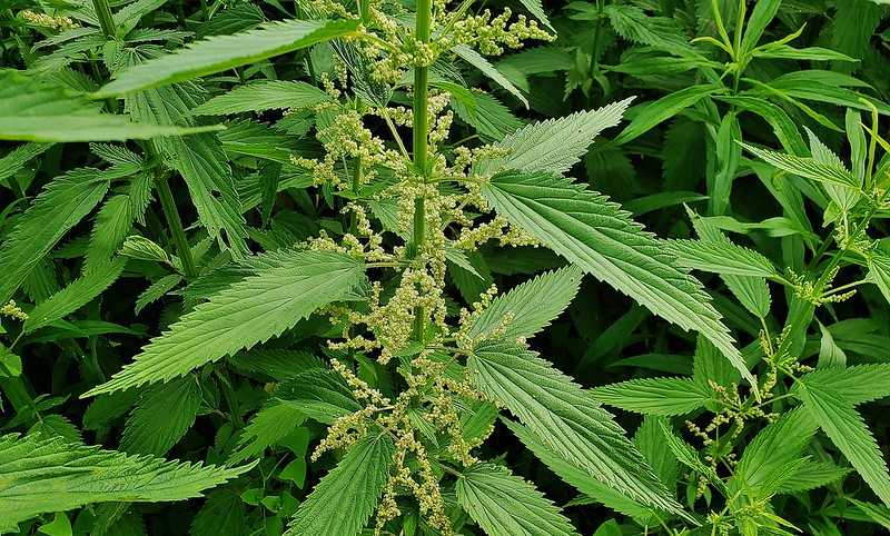 Крапива двудомная (Urtica dioica)