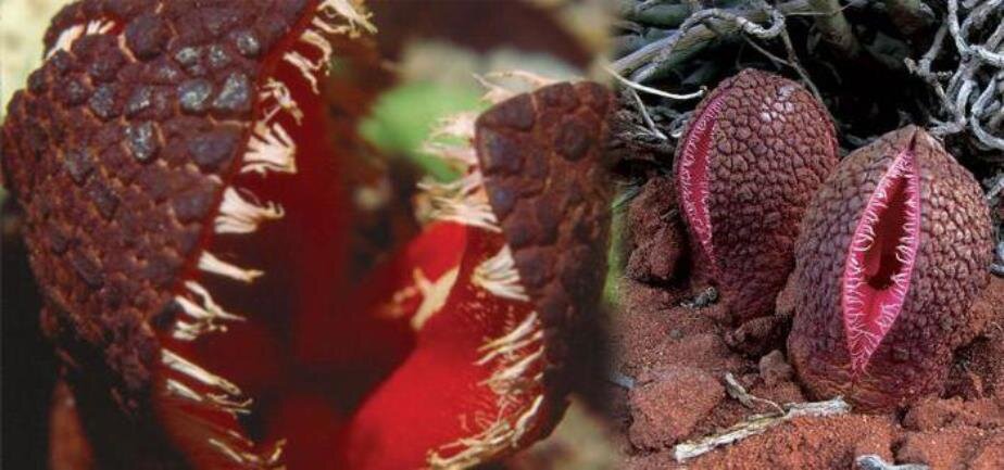 Медуза (Hydnora africana)