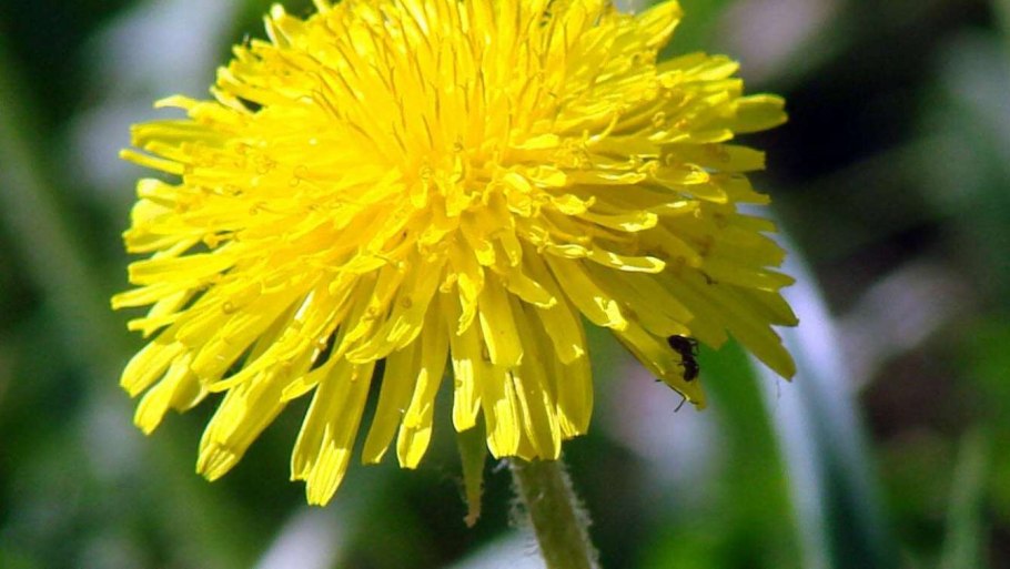 Одуванчик лекарственный (Taraxacum officinale)