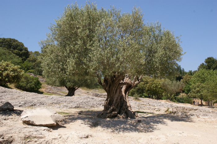 Олива европейская (Olea europaea)