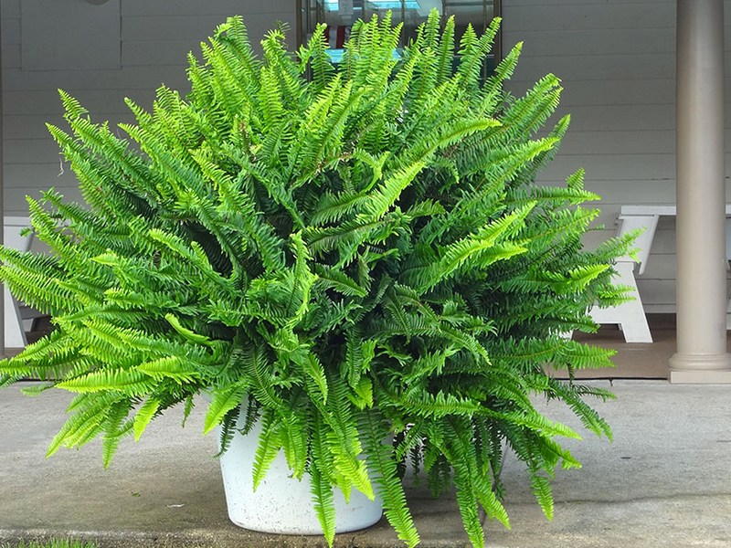 Папоротник нефролепис (Nephrolepis exaltata)