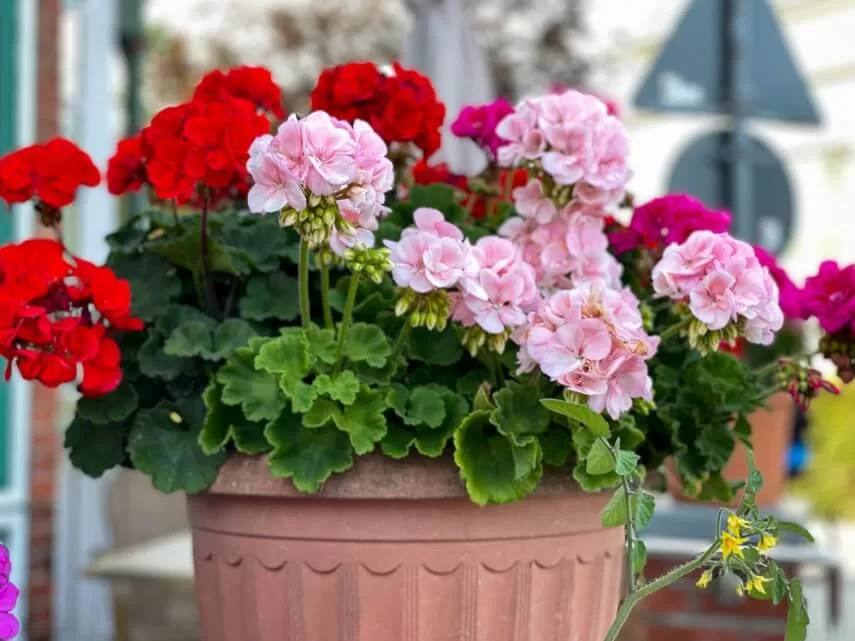 Пеларгония (герань) (Pelargonium)