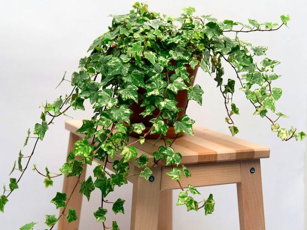 Плющ обыкновенный (Hedera helix)
