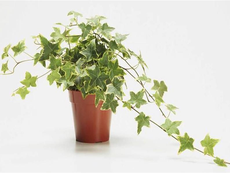 Плющ обыкновенный (Hedera helix)