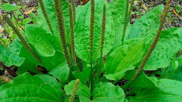 Подорожник большой (Plantago major)