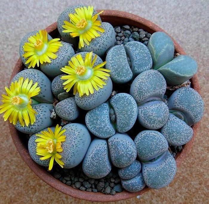 Растение-камень (Lithops)