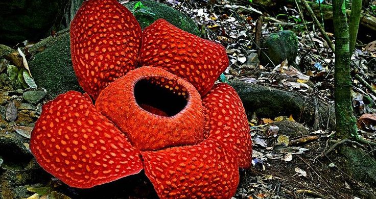 Рафлезия Арнольди (Rafflesia arnoldii)