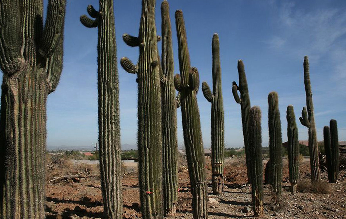 Сагуаро (Carnegiea gigantea)
