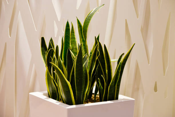 Сансевиерия (Sansevieria trifasciata)