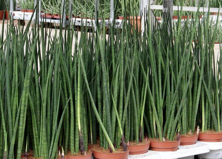 Сансевиерия (Sansevieria trifasciata)