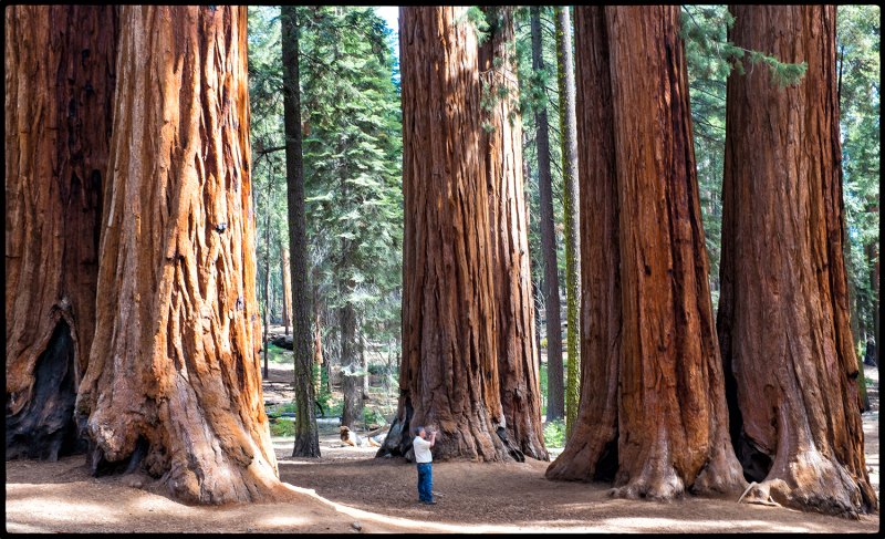 Секвойядендрон гигантский (Sequoiadendron giganteum)