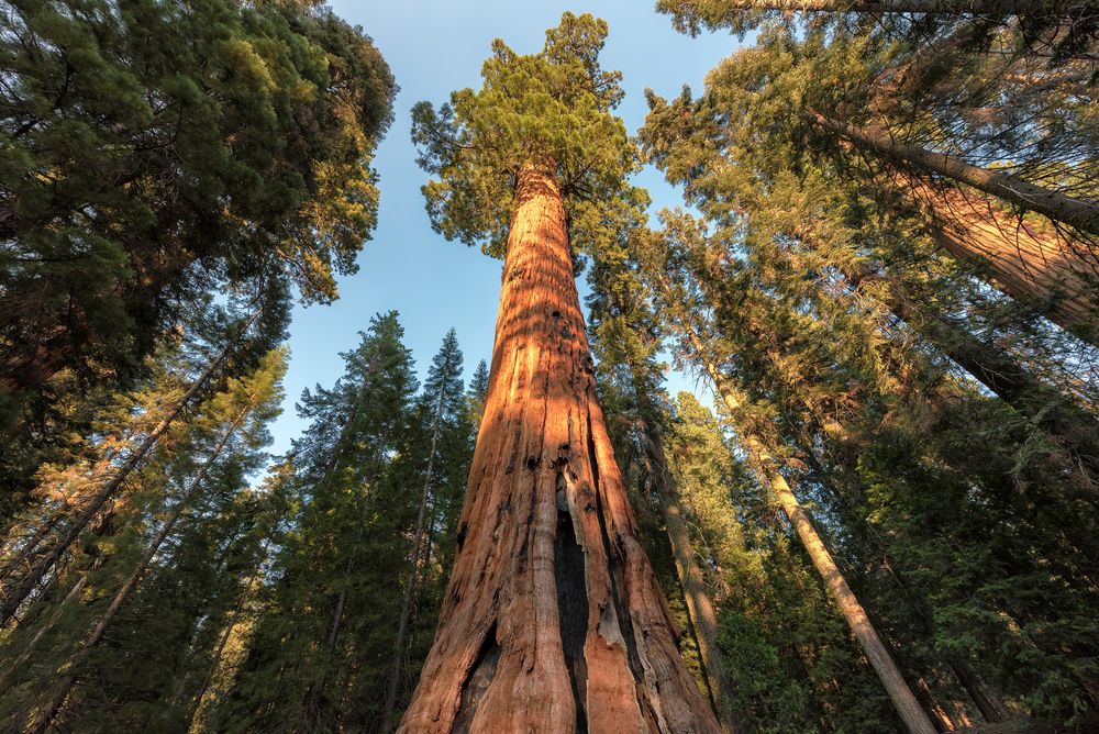 Секвойя вечнозелёная (Sequoia sempervirens)
