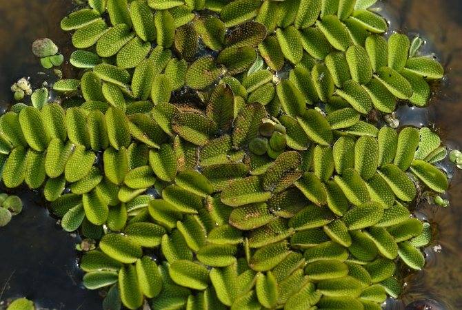 Сельвиния плавающая (Salvinia molesta)